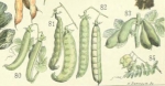 Les petits pois ou la folie du légume nouveau