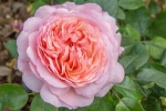 Une rose baptisée Jean de La Fontaine